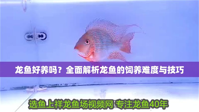 龍魚好養嗎?全面解析龍魚的飼養難度與技巧 龍魚百科 第1張 龍魚好養嗎?全面解析龍魚的飼養難度與技巧 龍魚好養嗎?全面解析龍魚的飼養難度與技巧 龍魚百科 第1張