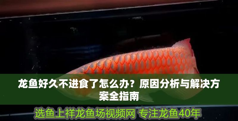 龍魚好久不進食了怎么辦？原因分析與解決方案全指南
