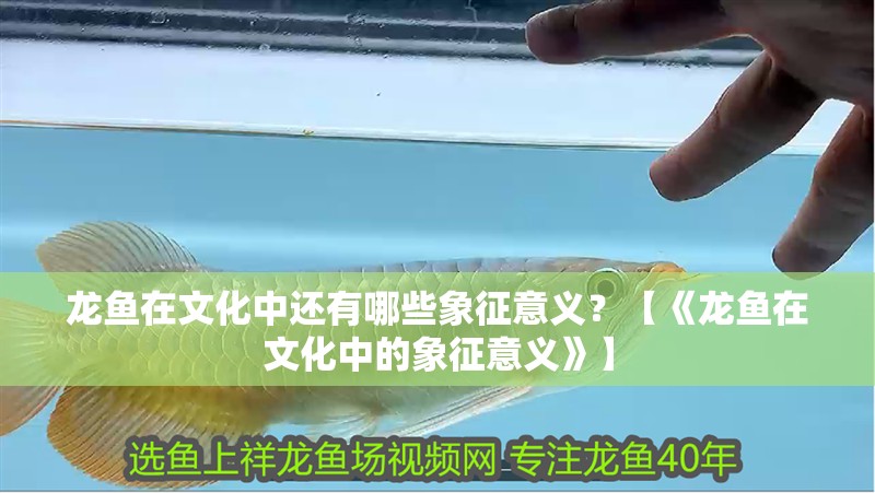 魚缸用增氧泵價格是多少:魚缸增氧機-xtrac增氧機-xtrac增氧機 龍魚在文化中還有哪些象征意義?【《龍魚在文化中的象征意義》】 龍魚論壇 龍魚在文化中還有哪些象征意義?【《龍魚在文化中的象征意義》】 龍魚在文化中還有哪些象征意義?【《龍魚在文化中的象征意義》】 龍魚論壇