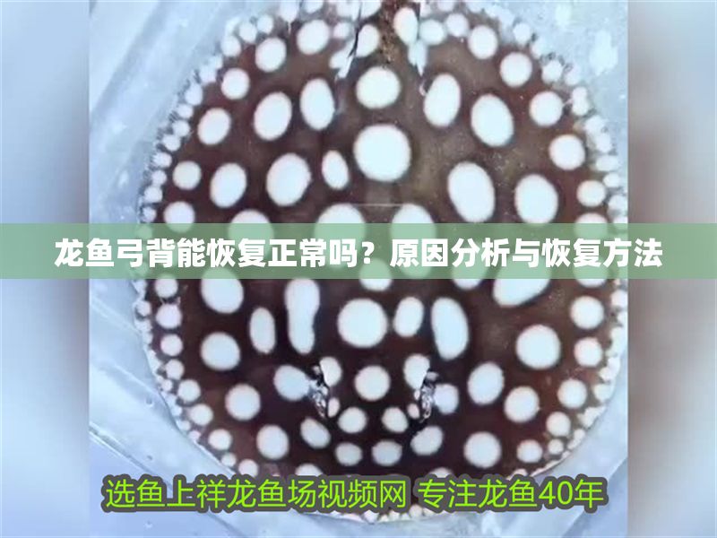 龍魚弓背能恢復正常嗎？原因分析與恢復方法