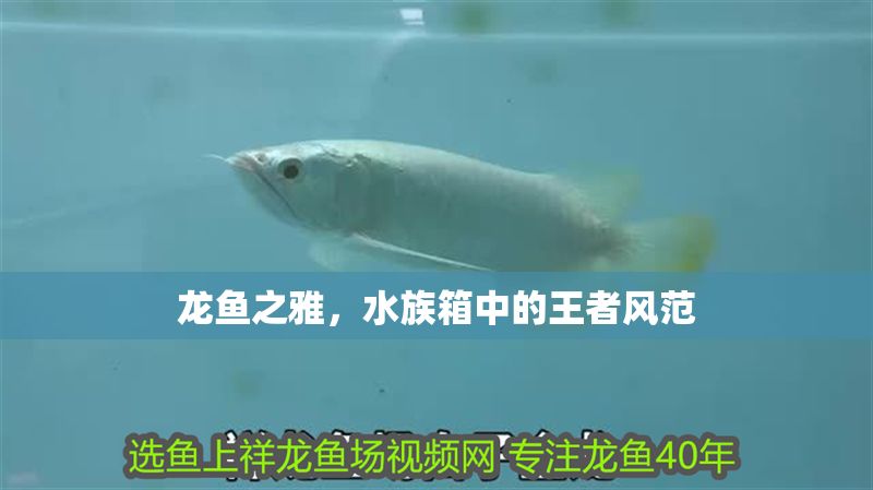 龍魚之雅，水族箱中的王者風范