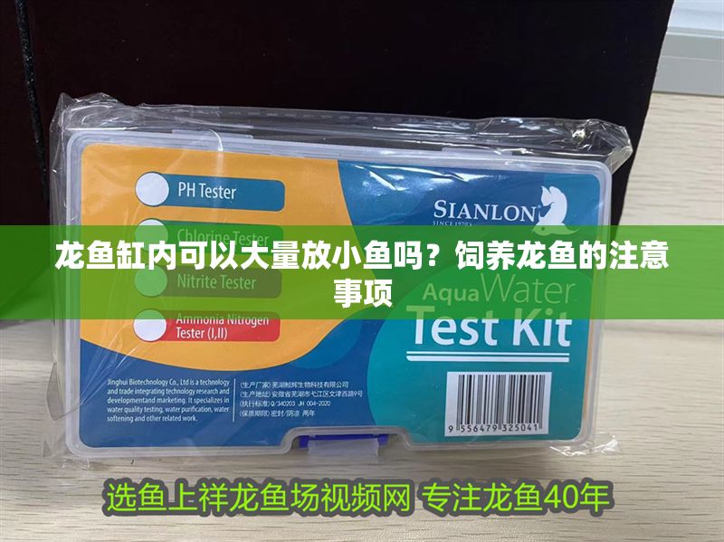 龍魚缸內可以大量放小魚嗎？飼養龍魚的注意事項