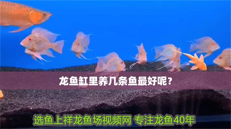 龍魚缸里養(yǎng)幾條魚最好呢？