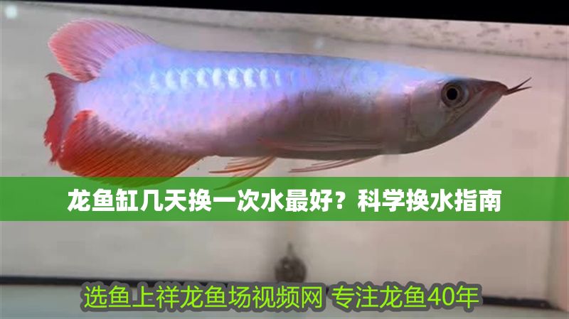 龍魚(yú)缸幾天換一次水最好？科學(xué)換水指南