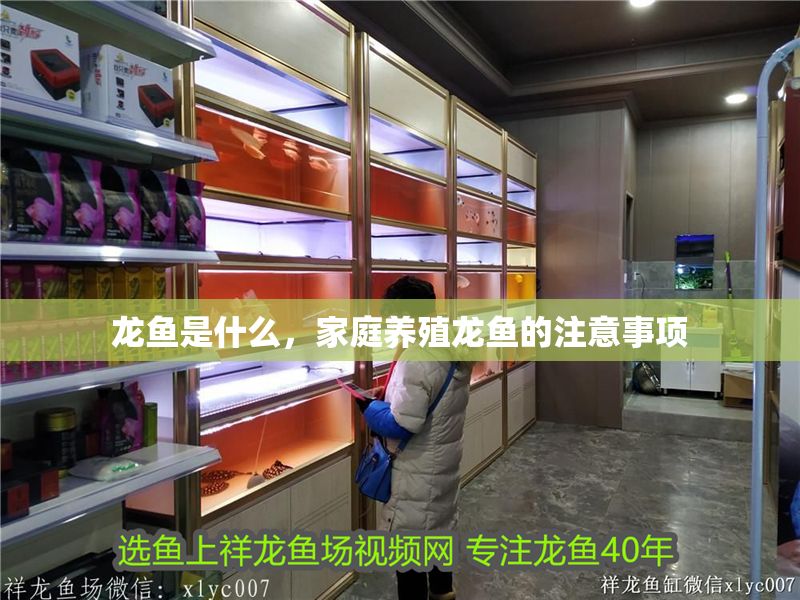 龍魚是什么，家庭養殖龍魚的注意事項