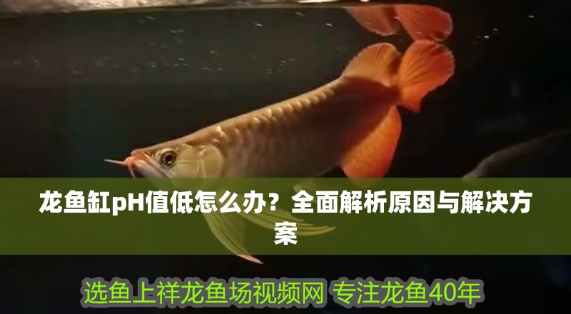 龍魚(yú)缸pH值低怎么辦?全面解析原因與解決方案 龍魚(yú)百科 第1張 龍魚(yú)缸pH值低怎么辦?全面解析原因與解決方案 龍魚(yú)缸pH值低怎么辦?全面解析原因與解決方案 龍魚(yú)百科 第1張