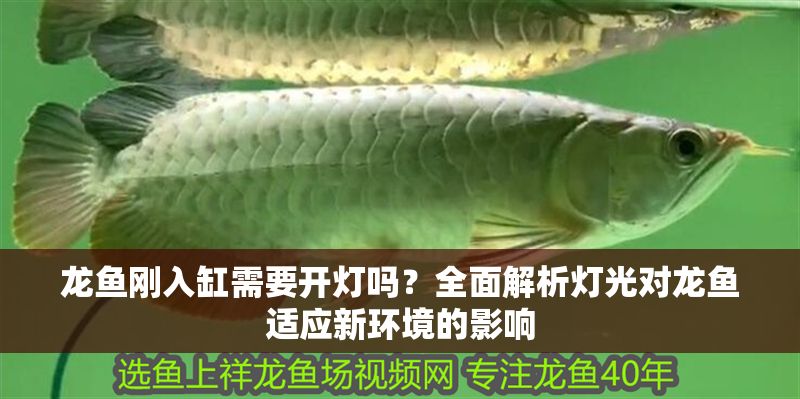 龍魚剛入缸需要開燈嗎？全面解析燈光對龍魚適應新環境的影響
