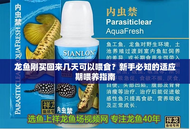 龍魚剛買回來幾天可以喂食？新手必知的適應期喂養(yǎng)指南