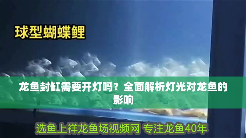 龍魚封缸需要開燈嗎?全面解析燈光對龍魚的影響 龍魚百科 第1張 龍魚封缸需要開燈嗎?全面解析燈光對龍魚的影響 龍魚封缸需要開燈嗎?全面解析燈光對龍魚的影響 龍魚百科 第1張