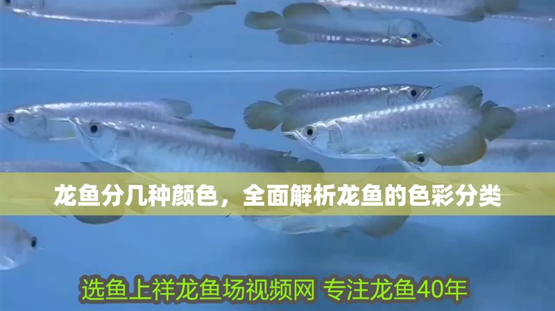 龍魚分幾種顏色，全面解析龍魚的色彩分類