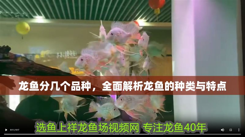 龍魚分幾個品種，全面解析龍魚的種類與特點