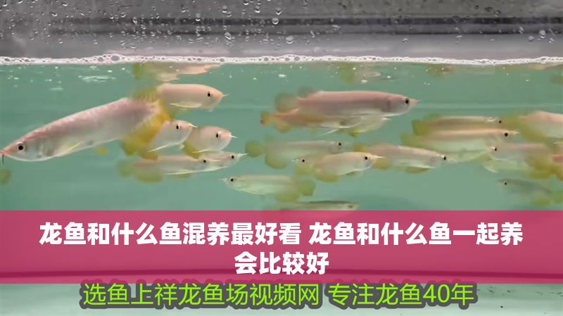 龍魚和什么魚混養(yǎng)最好看 龍魚和什么魚一起養(yǎng)會比較好