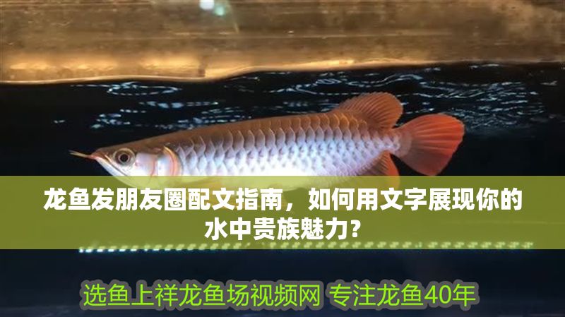 龍魚發朋友圈配文指南，如何用文字展現你的水中貴族魅力？ 龍魚發朋友圈配文指南，如何用文字展現你的水中貴族魅力？ 龍魚百科 第1張