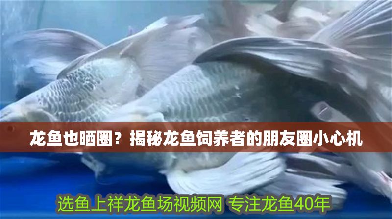 龍魚也曬圈？揭秘龍魚飼養(yǎng)者的朋友圈小心機