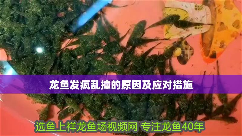 龍魚發瘋亂撞的原因及應對措施
