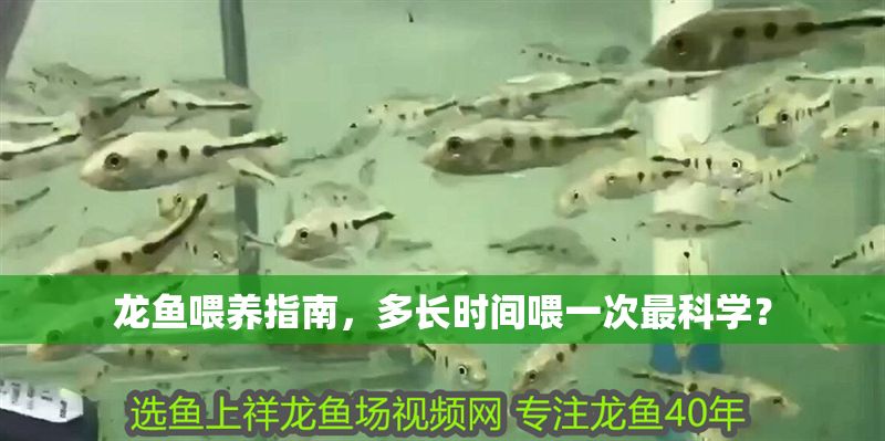 龍魚喂養指南，多長時間喂一次最科學？