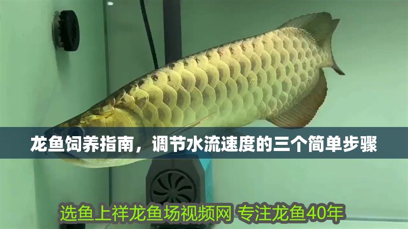 龍魚飼養(yǎng)指南，調(diào)節(jié)水流速度的三個(gè)簡(jiǎn)單步驟 龍魚飼養(yǎng)指南，調(diào)節(jié)水流速度的三個(gè)簡(jiǎn)單步驟 龍魚百科 第1張