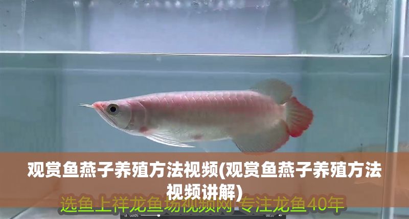 觀賞魚燕子養殖方法視頻(觀賞魚燕子養殖方法視頻講解)