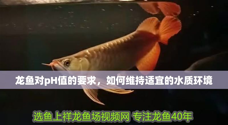 龍魚對pH值的要求，如何維持適宜的水質環(huán)境 龍魚對pH值的要求，如何維持適宜的水質環(huán)境 龍魚百科 第1張