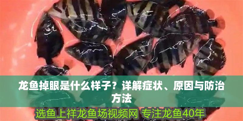 龍魚掉眼是什么樣子？詳解癥狀、原因與防治方法