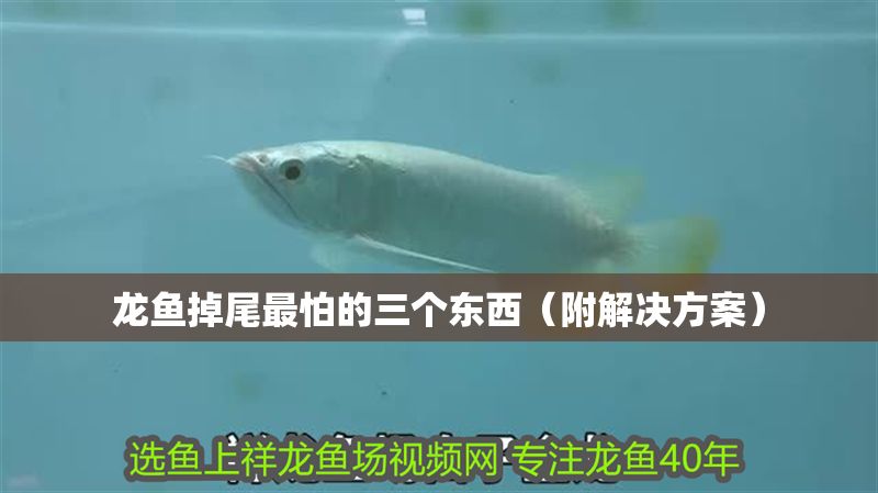 龍魚掉尾最怕的三個東西（附解決方案）