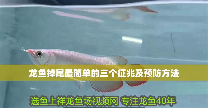 龍魚掉尾最簡單的三個征兆及預防方法