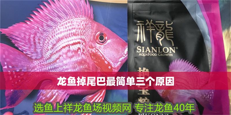 龍魚掉尾巴最簡(jiǎn)單三個(gè)原因 龍魚掉尾巴最簡(jiǎn)單三個(gè)原因 龍魚百科 第1張