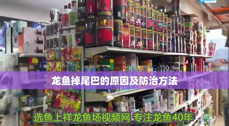 龍魚掉尾巴的原因及防治方法