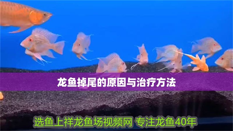 龍魚掉尾的原因與治療方法