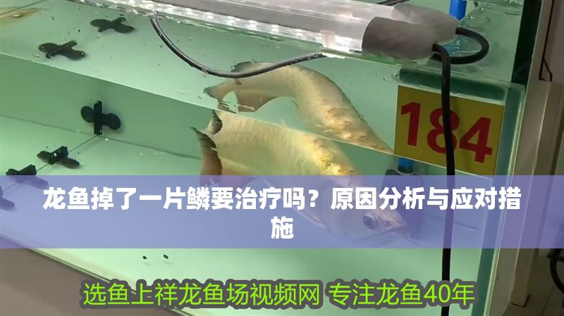 龍魚掉了一片鱗要治療嗎？原因分析與應對措施 龍魚掉了一片鱗要治療嗎？原因分析與應對措施 龍魚百科 第1張