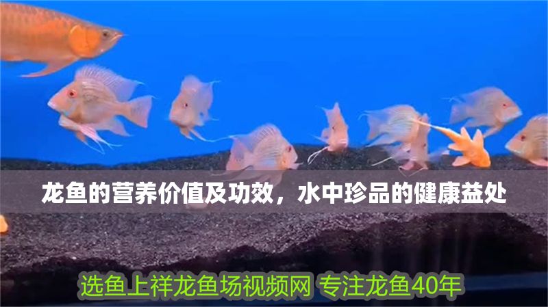 龍魚的營養價值及功效，水中珍品的健康益處
