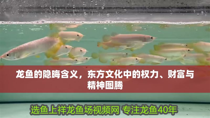 龍魚(yú)的隱晦含義，東方文化中的權(quán)力、財(cái)富與精神圖騰