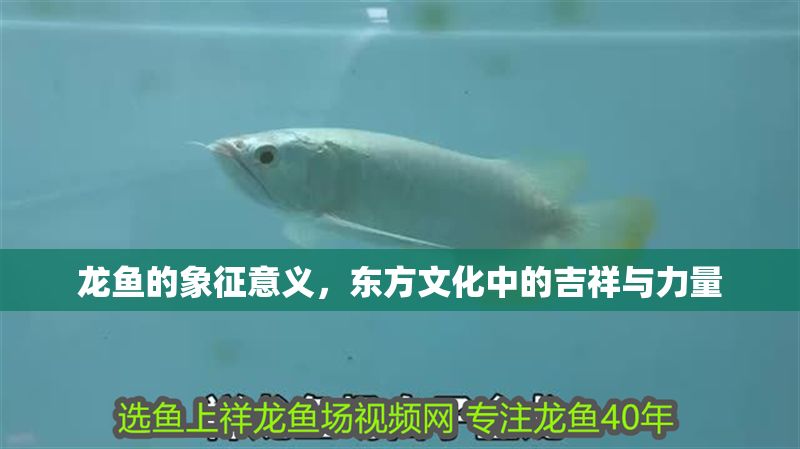 龍魚的象征意義，東方文化中的吉祥與力量