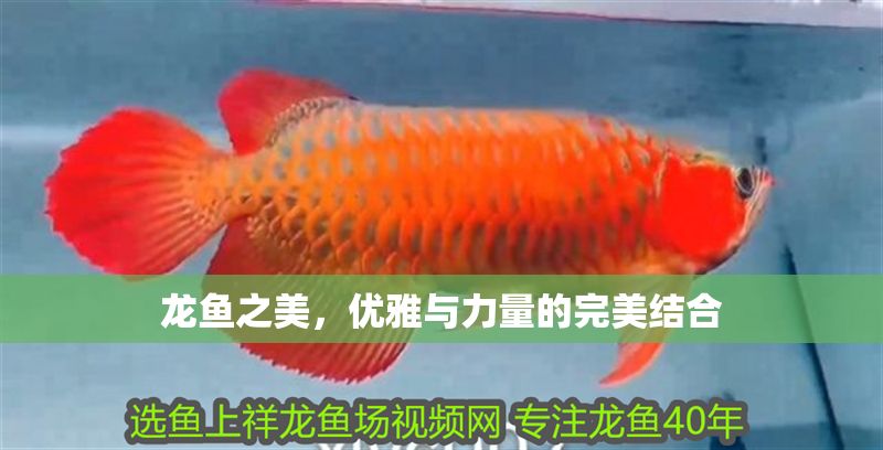 龍魚之美，優雅與力量的完美結合
