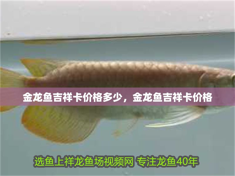 金龍魚吉祥卡價格多少，金龍魚吉祥卡價格