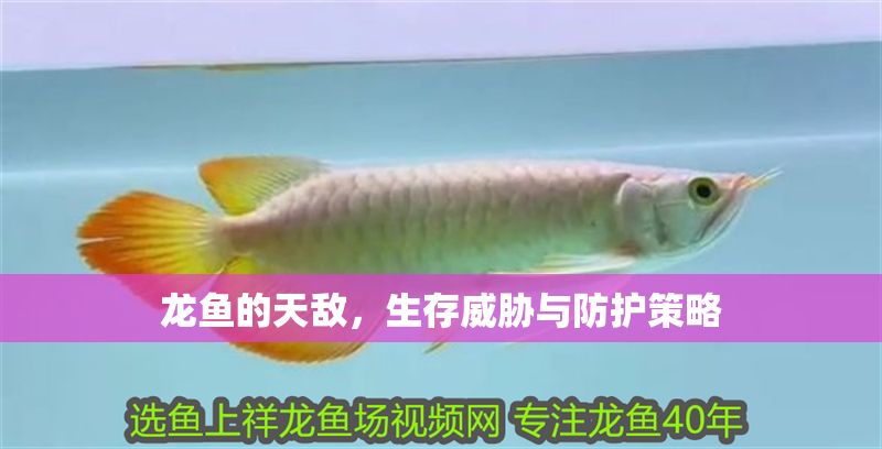 龍魚的天敵，生存威脅與防護策略