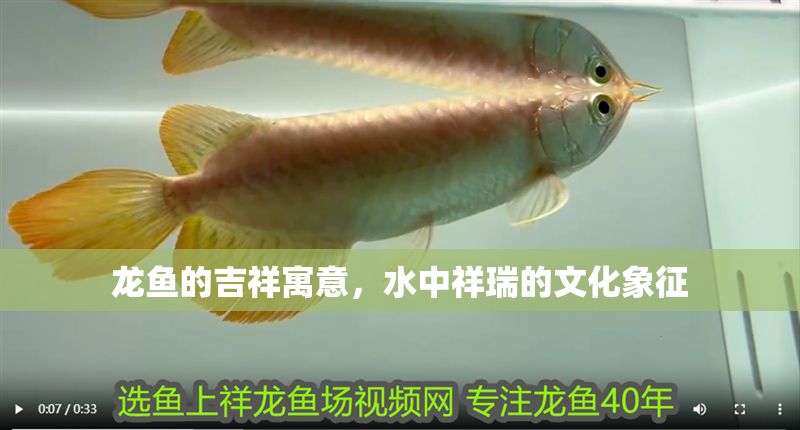 龍魚的吉祥寓意，水中祥瑞的文化象征 龍魚的吉祥寓意，水中祥瑞的文化象征 龍魚百科 第1張