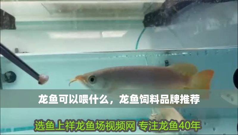 龍魚可以喂什么，龍魚飼料品牌推薦 龍魚可以喂什么，龍魚飼料品牌推薦 龍魚百科 第2張