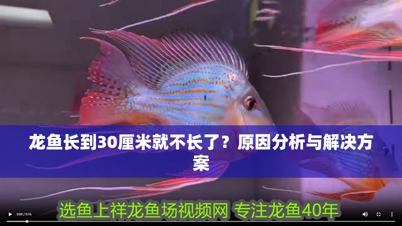 龍魚長到30厘米就不長了？原因分析與解決方案 龍魚長到30厘米就不長了？原因分析與解決方案 龍魚百科 第1張