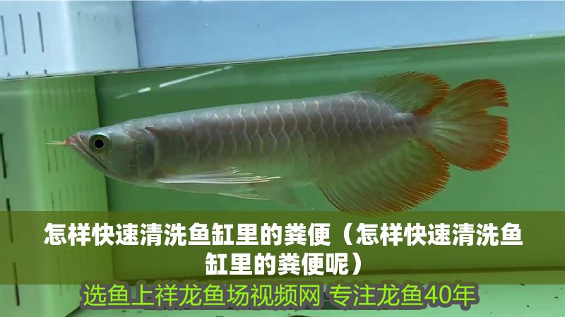 怎樣快速清洗魚(yú)缸里的糞便（怎樣快速清洗魚(yú)缸里的糞便呢）