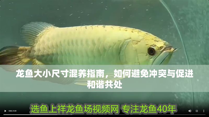 龍魚大小尺寸混養指南，如何避免沖突與促進和諧共處