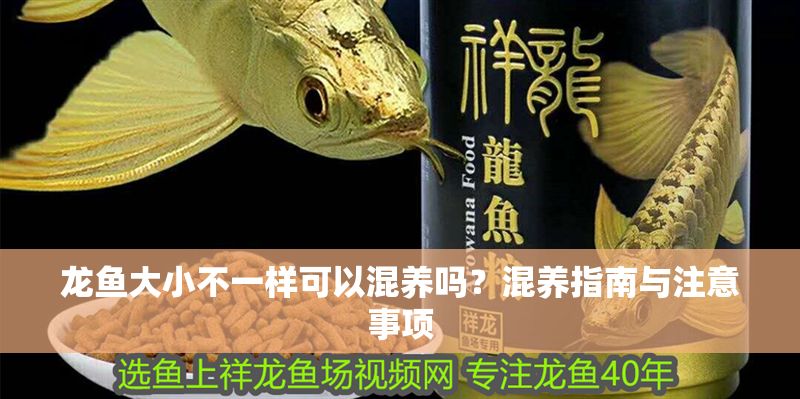 龍魚大小不一樣可以混養(yǎng)嗎？混養(yǎng)指南與注意事項 龍魚大小不一樣可以混養(yǎng)嗎？混養(yǎng)指南與注意事項 龍魚百科 第1張