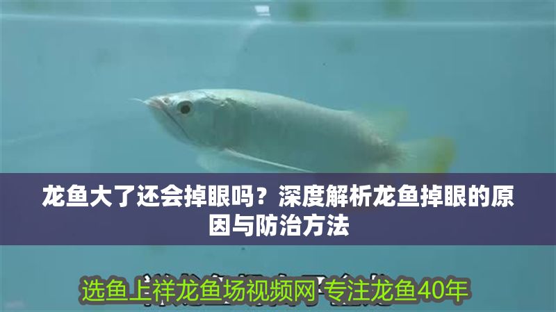 龍魚(yú)大了還會(huì)掉眼嗎？深度解析龍魚(yú)掉眼的原因與防治方法