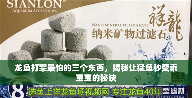 龍魚打架最怕的三個東西,揭秘讓猛魚秒變乖寶寶的秘訣 龍魚百科 第1張 龍魚打架最怕的三個東西,揭秘讓猛魚秒變乖寶寶的秘訣 龍魚打架最怕的三個東西,揭秘讓猛魚秒變乖寶寶的秘訣 龍魚百科 第1張