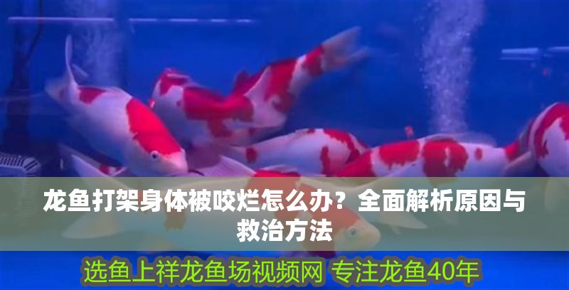 龍魚打架身體被咬爛怎么辦？全面解析原因與救治方法