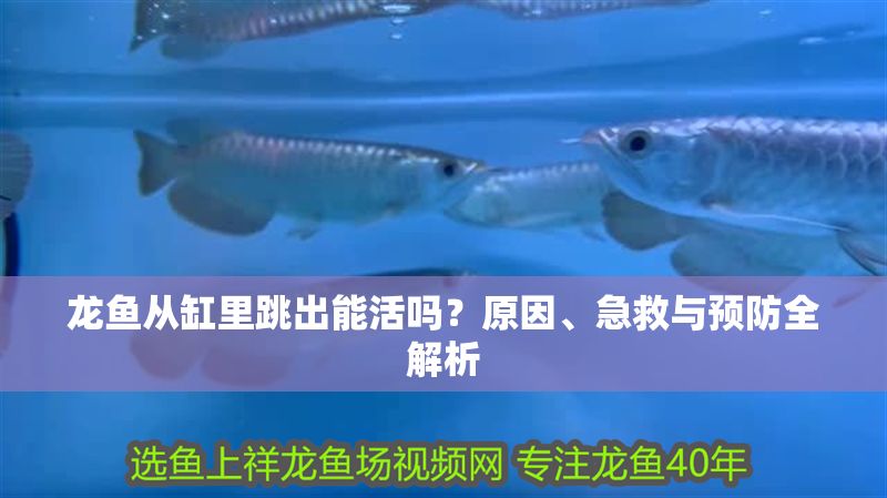 龍魚從缸里跳出能活嗎？原因、急救與預防全解析