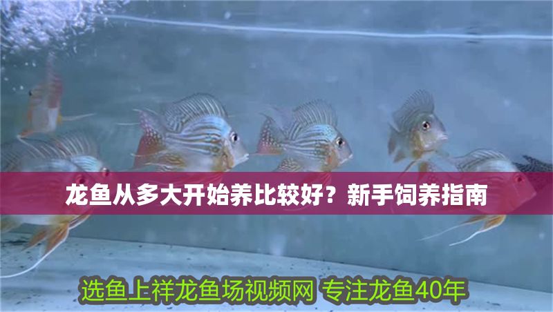龍魚從多大開始養(yǎng)比較好？新手飼養(yǎng)指南