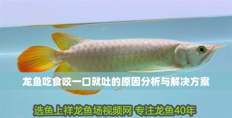龍魚吃食咬一口就吐的原因分析與解決方案 龍魚吃食咬一口就吐的原因分析與解決方案 龍魚百科 第1張