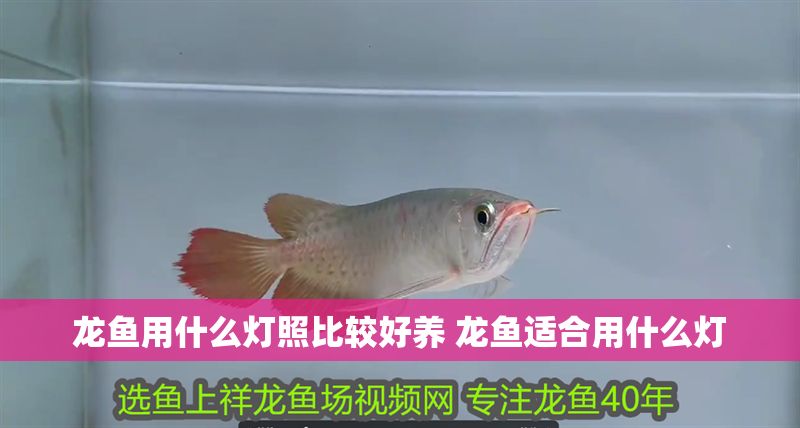龍魚用什么燈照比較好養(yǎng) 龍魚適合用什么燈