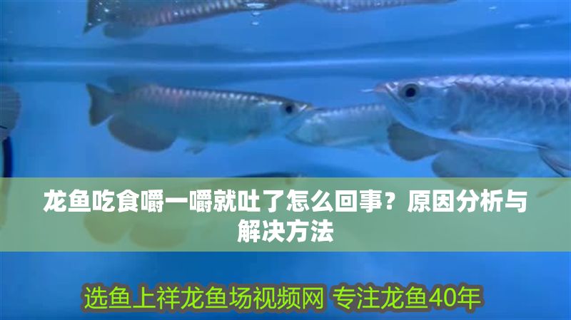 龍魚吃食嚼一嚼就吐了怎么回事？原因分析與解決方法
